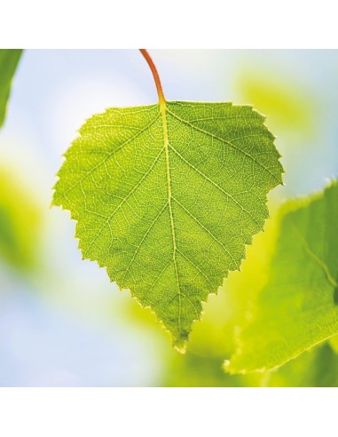 Weleda Exfoliante Corporal de Abedul 150 ml