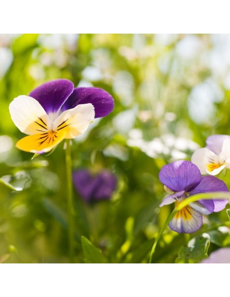 Weleda Skin Food Body Butter Bálsamo Corporal 150 ml