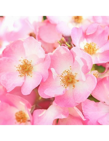 Weleda Fluido Alisante Rosa Mosqueta 30 ml